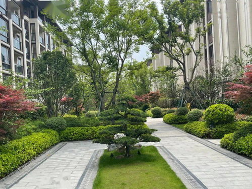 土拍 顶流 横空出道 凭什么这么火