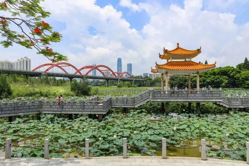 深圳洪湖公园赏荷全攻略 双凤纪念园等绝佳景点盘点